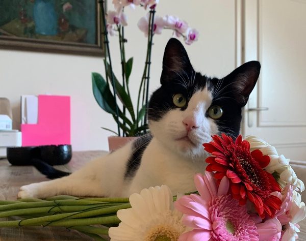 Een zwart-witte kat ligt op een tafel naast een kleurrijk boeket bloemen met gerbera’s, terwijl er op de achtergrond orchideeën en een schilderij te zien zijn.