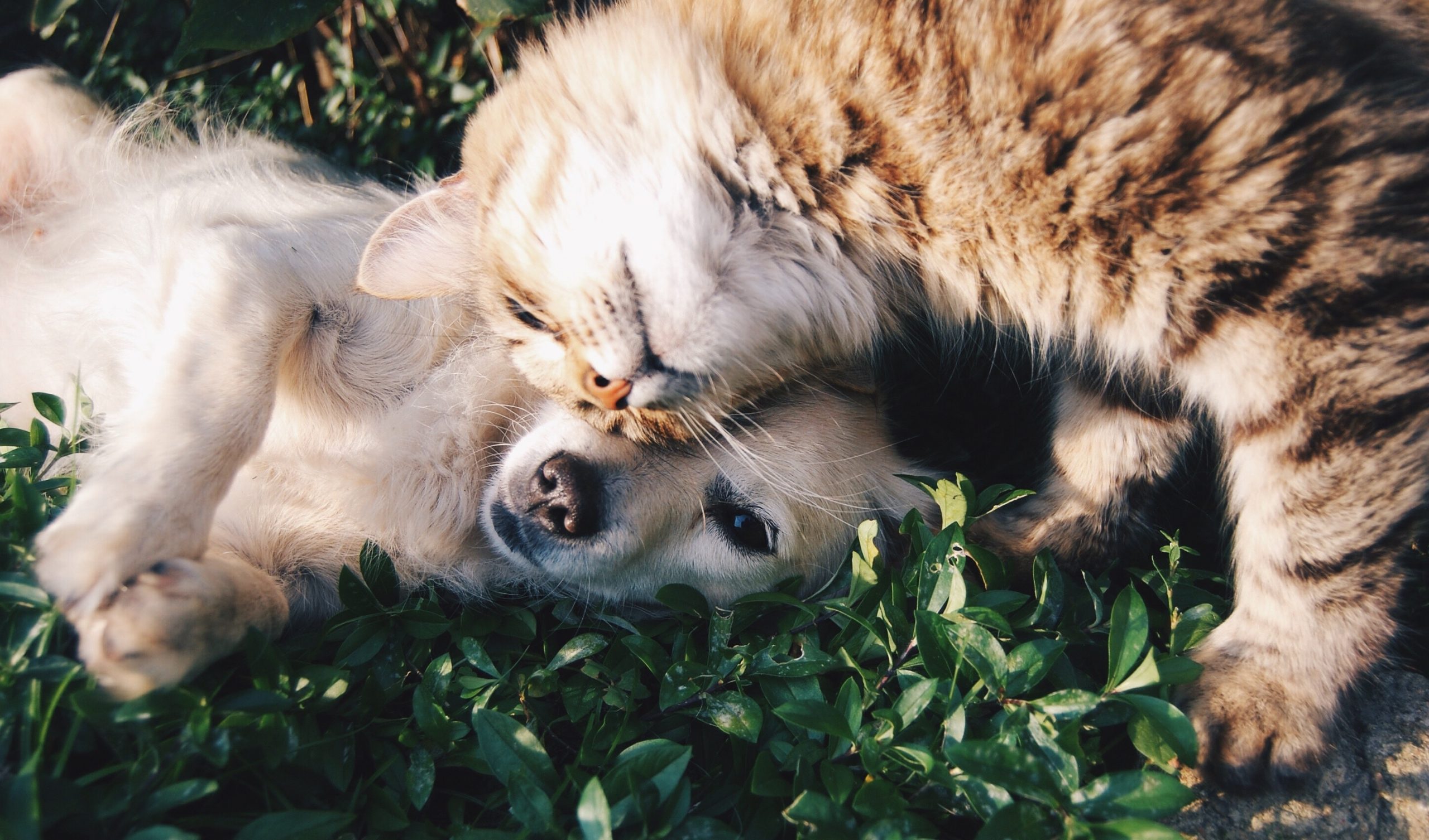 Ben jij een hondenmens of kattenmens?