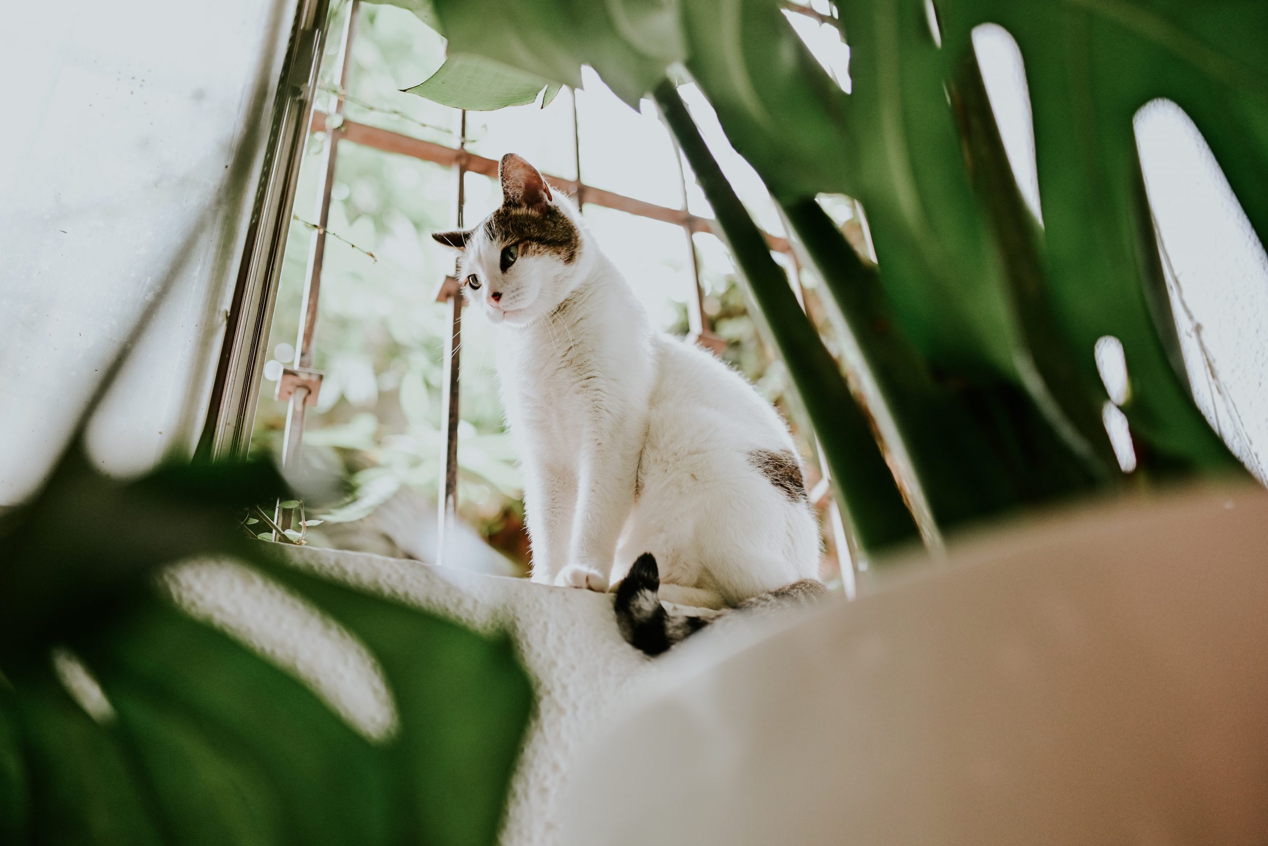 Top 10 kattennamen