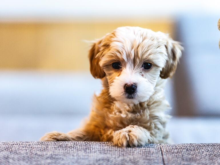 Puppy alleen laten