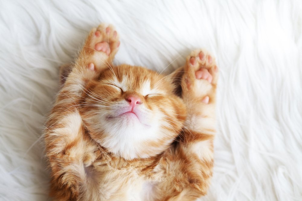 Kitten alleen laten
