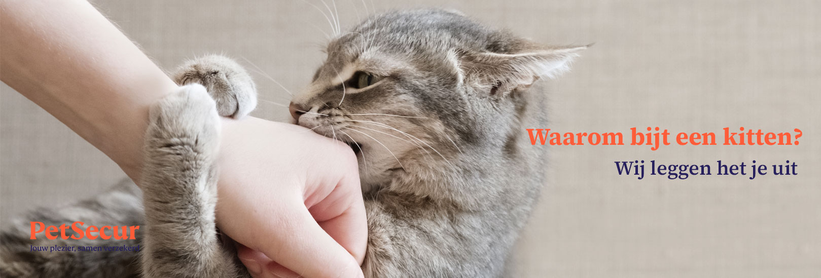 waarom bijt een kitten