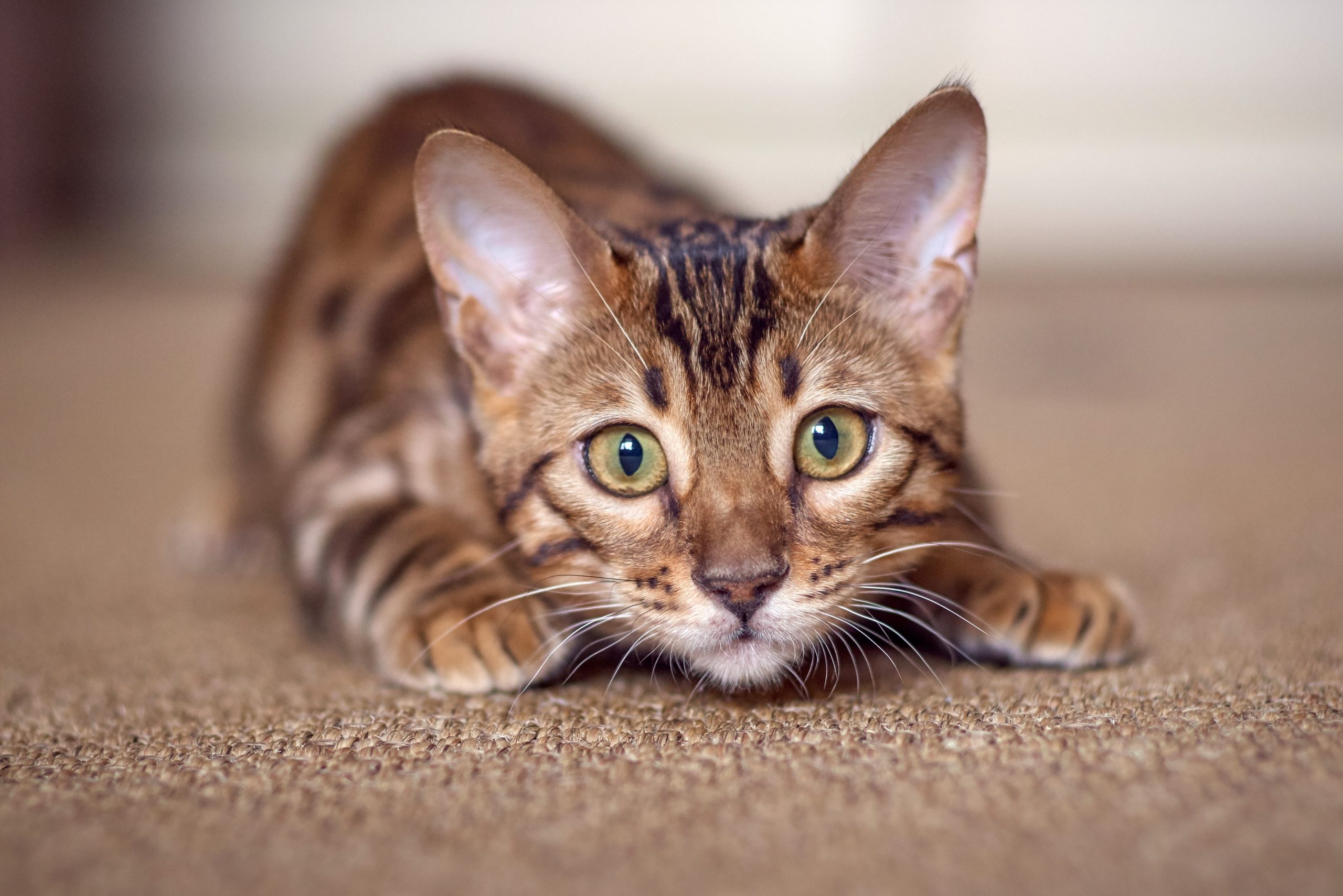 Tips voor de eerste nacht met je kitten