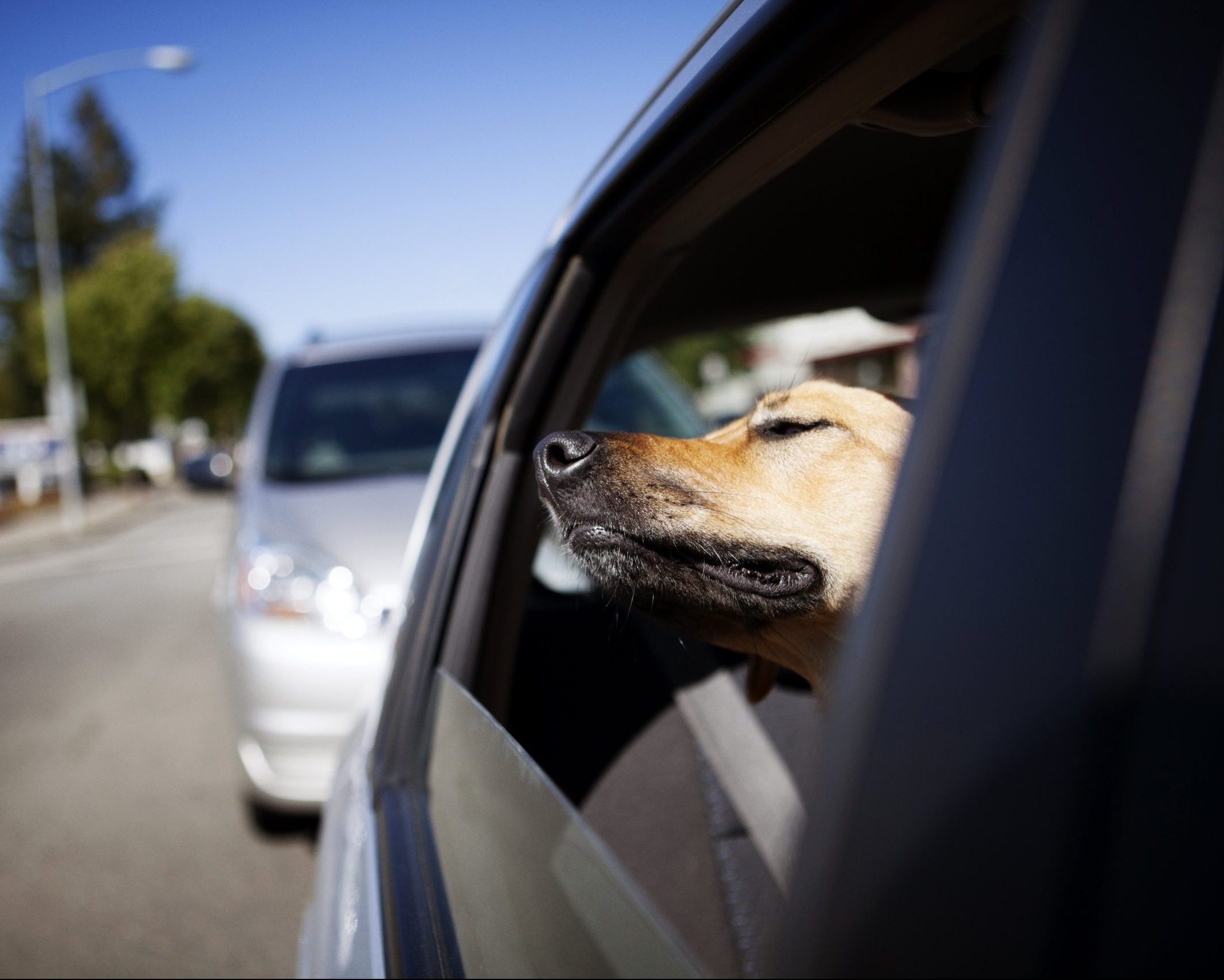 Met je hond op vakantie: alles wat je moet weten