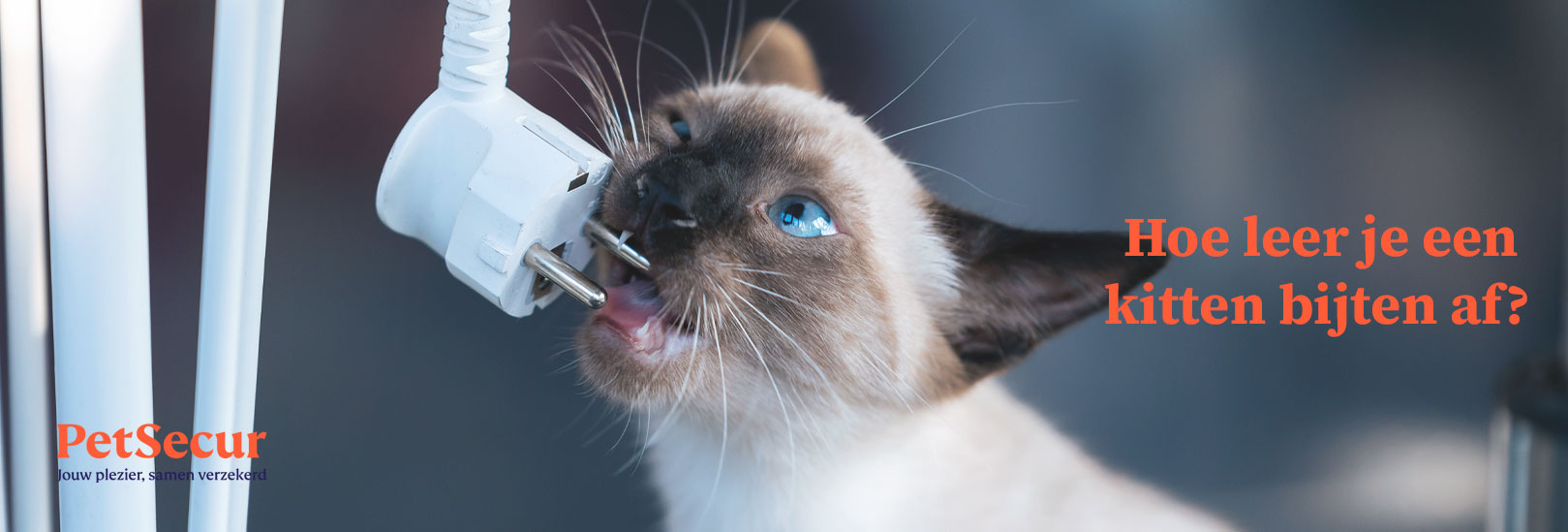 hoe leer je een kitten bijten af