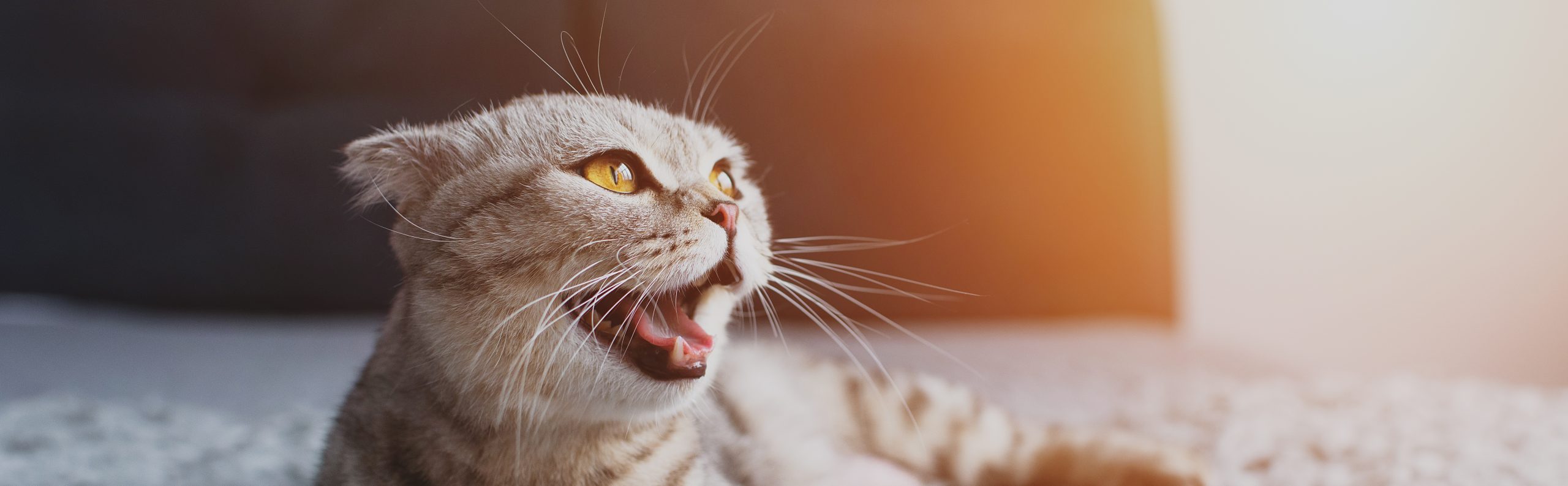 Waarom miauwt een kat en hoe leer ik het af?
