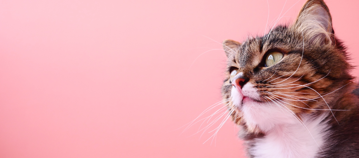 Waarom bijt een kitten en hoe leer ik het af