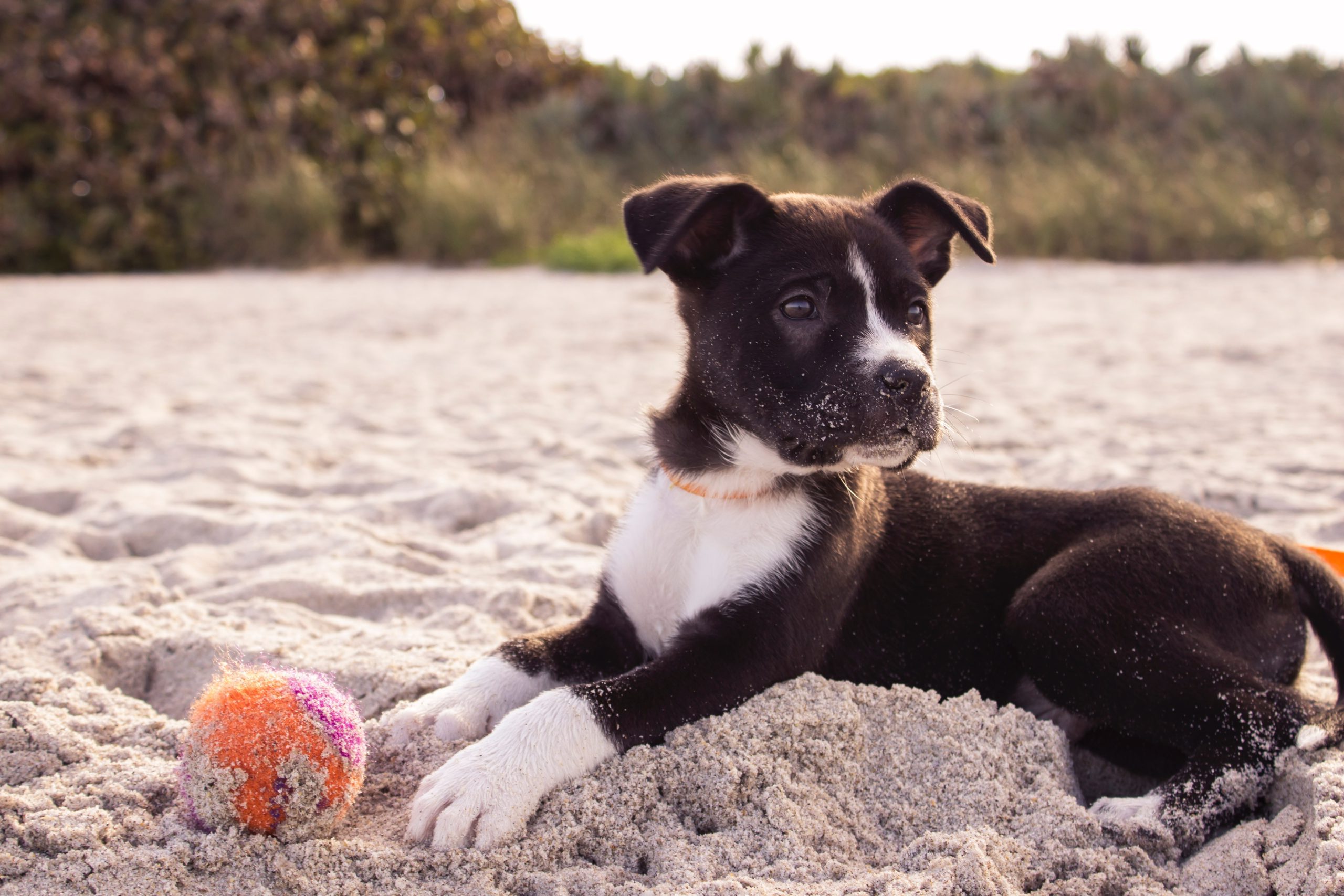 Het nut van een puppycursus