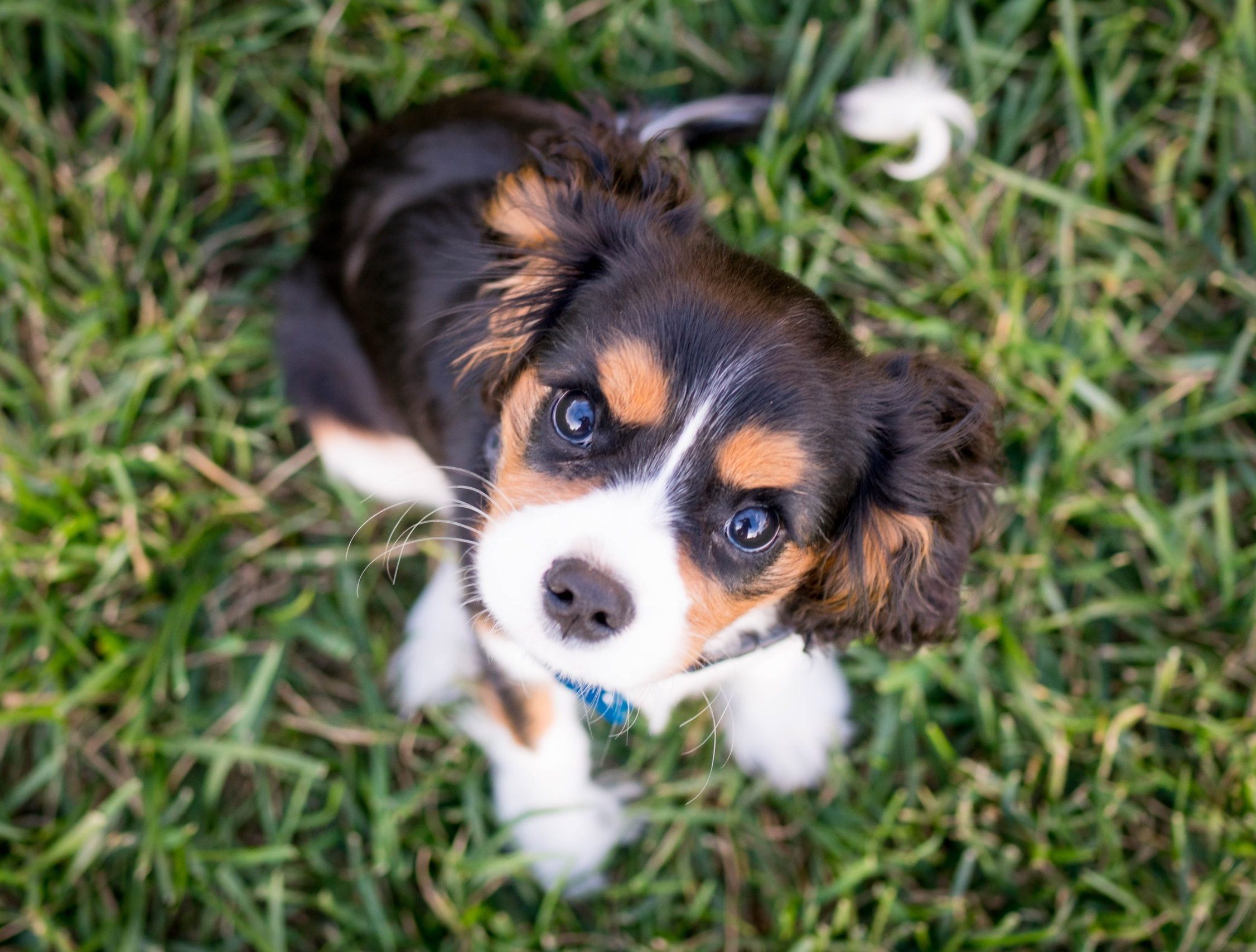 Puppy cursus