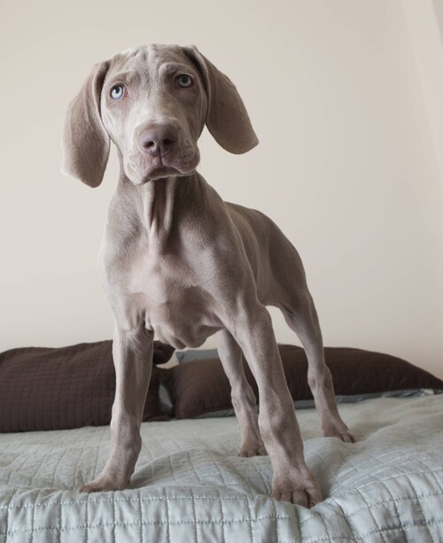 dominantie pup