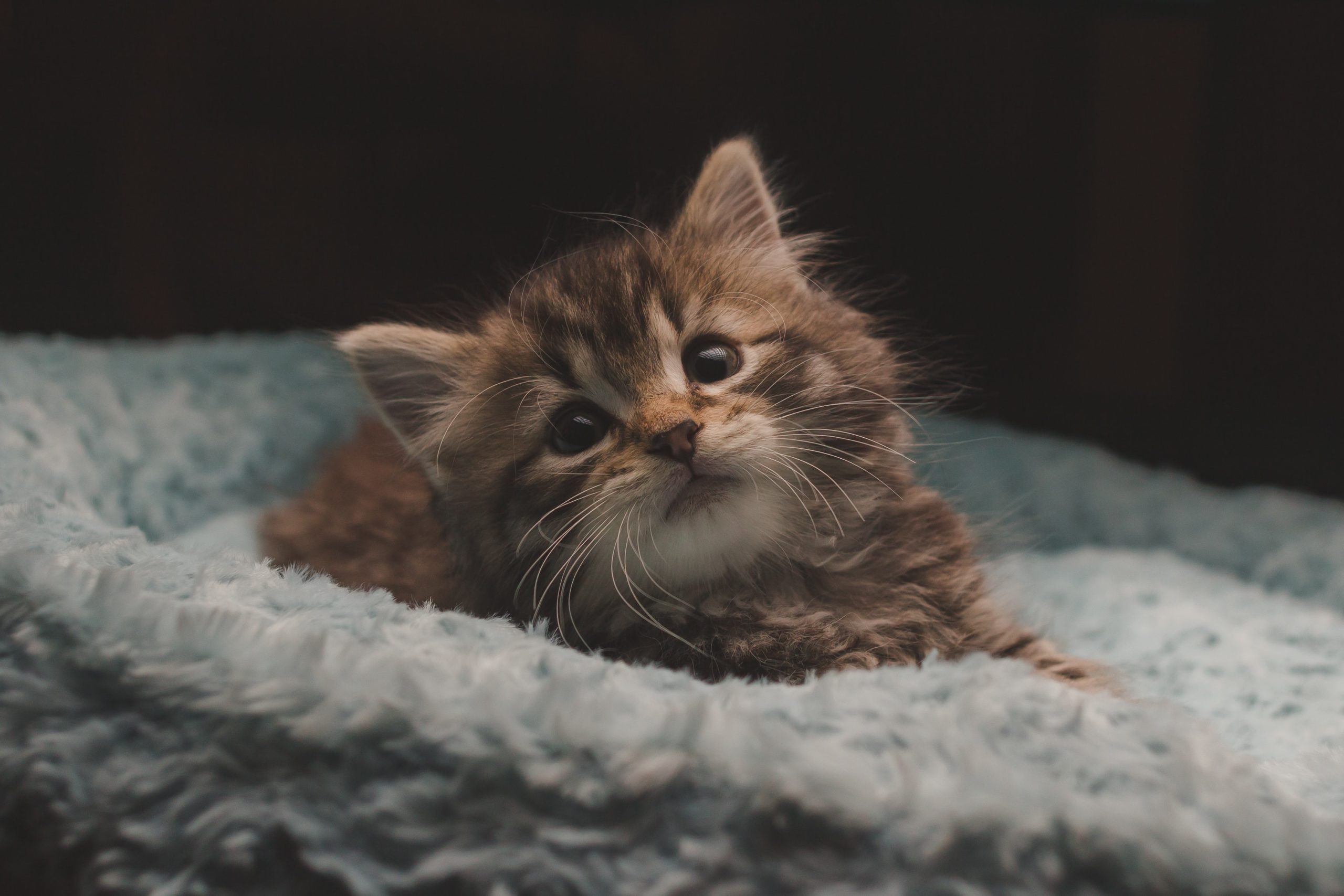 Tips voor de eerste nacht met je kitten