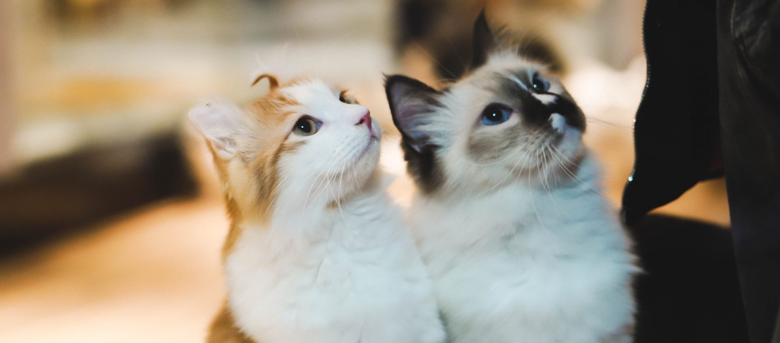 Alles over de dominantie van kittens