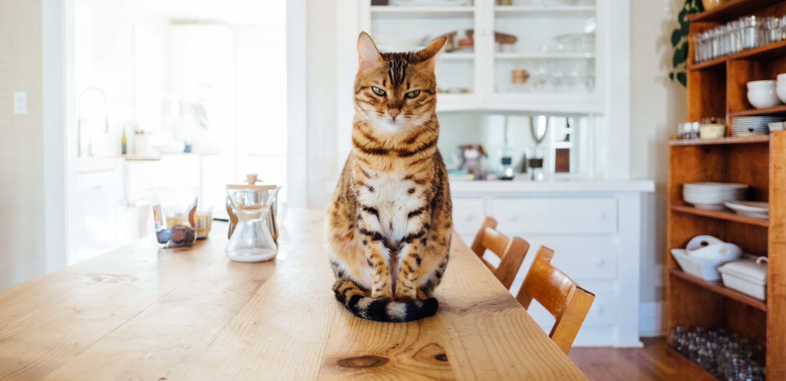 Alles over de dominantie van kittens