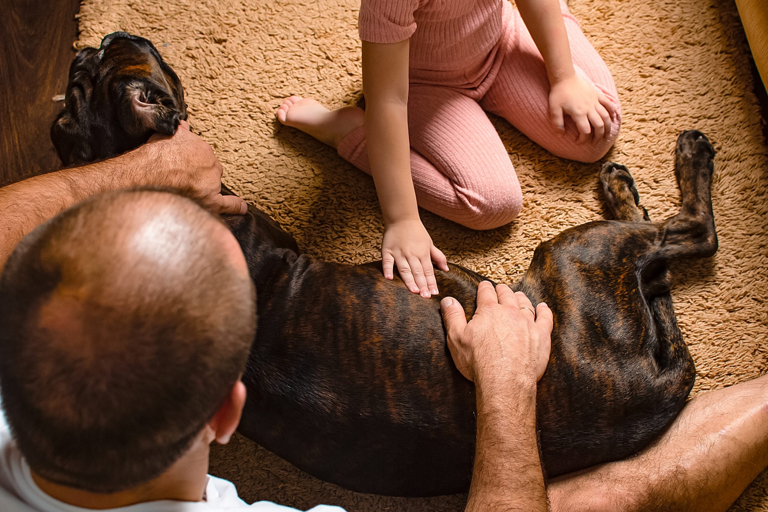 Maagkanteling hond kosten