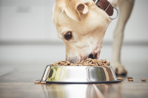 Hoe lang wachten met uitlaten na eten hond