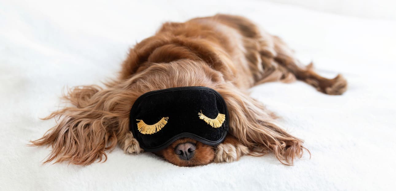 Tips voor de eerste nacht met je puppy
