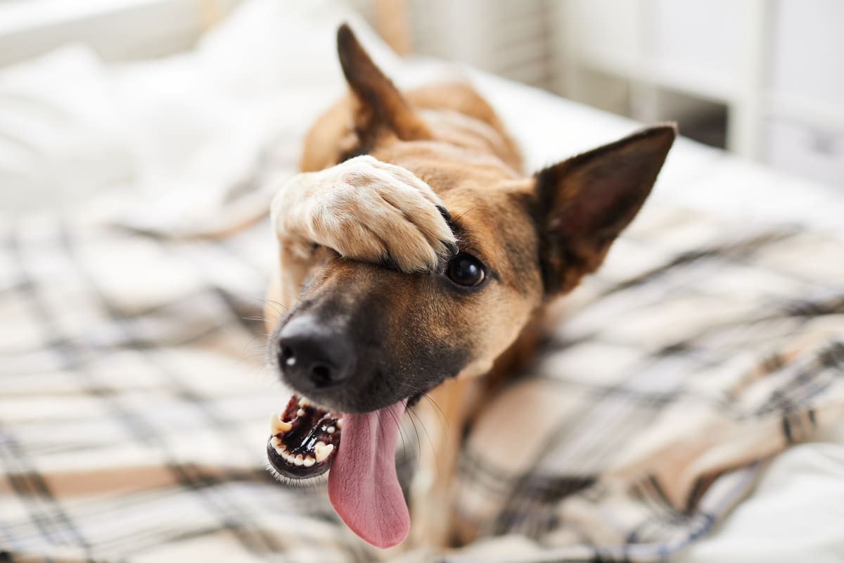 Geslachtsdrift bij je hond