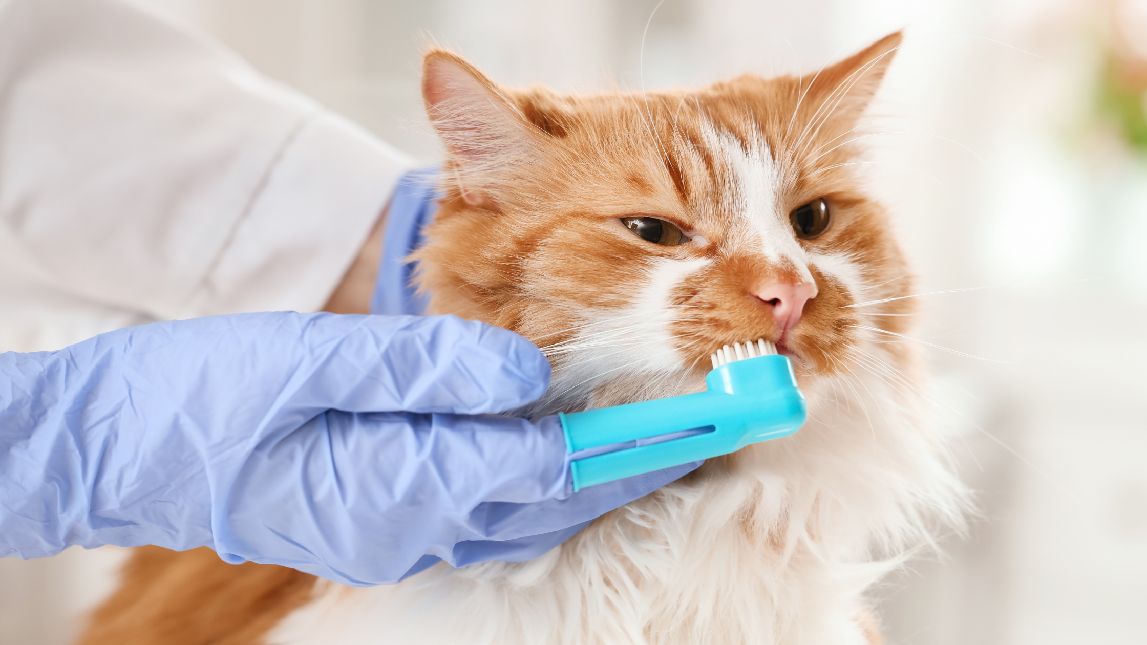 Dierenarts poetst gebit van een rood met witte kat met een blauwe vinger tandenborstel. PetSecur