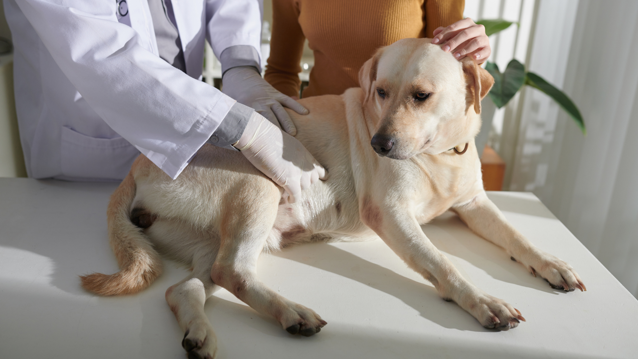 De dierenarts voelt bij een blonde labrador of er sprake is van een maagkanteling. PetSecur