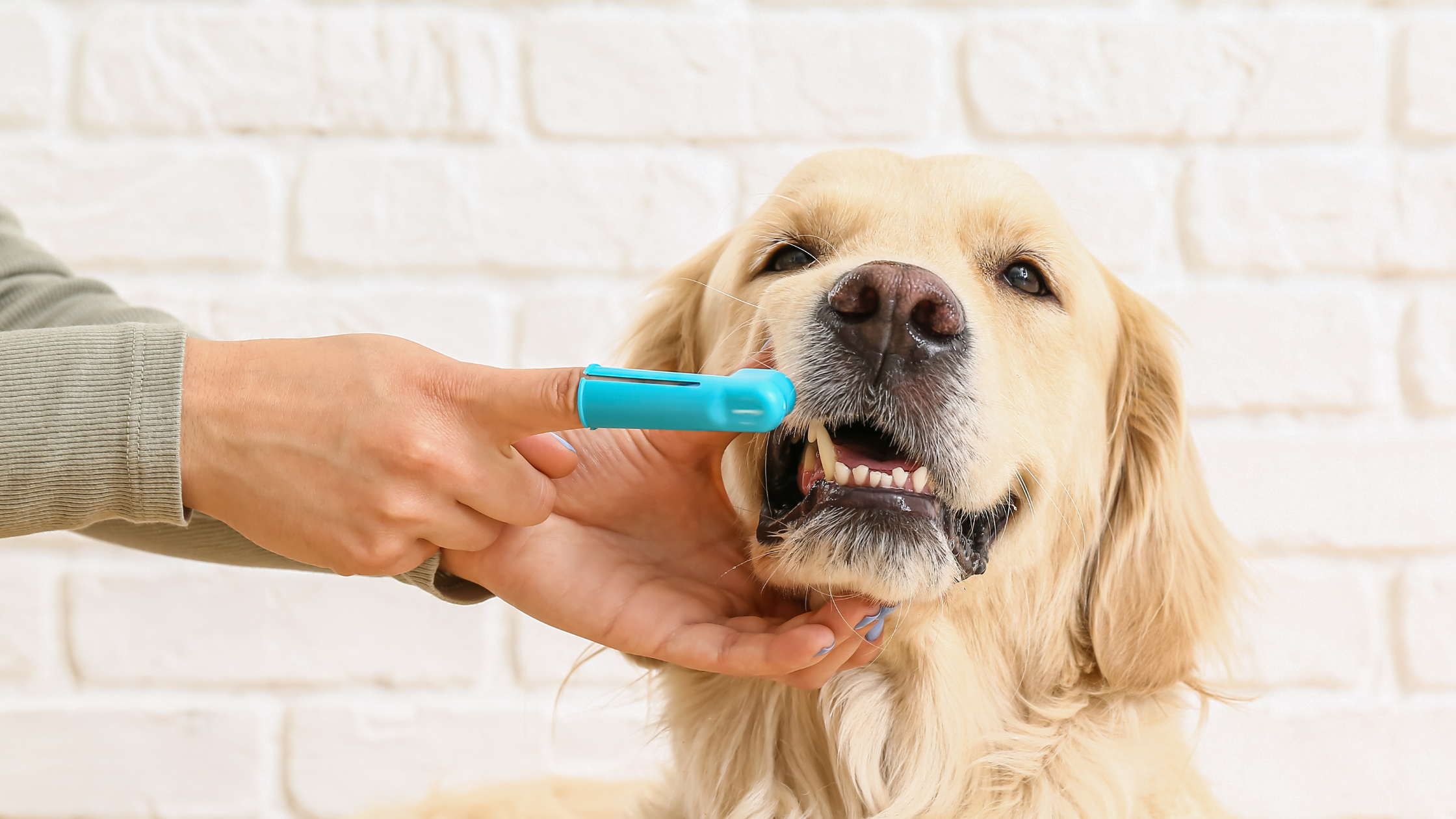 Een persoon poetst de tanden bij een golden retriever met een blauwe vinger tandenborstel. PetSecur