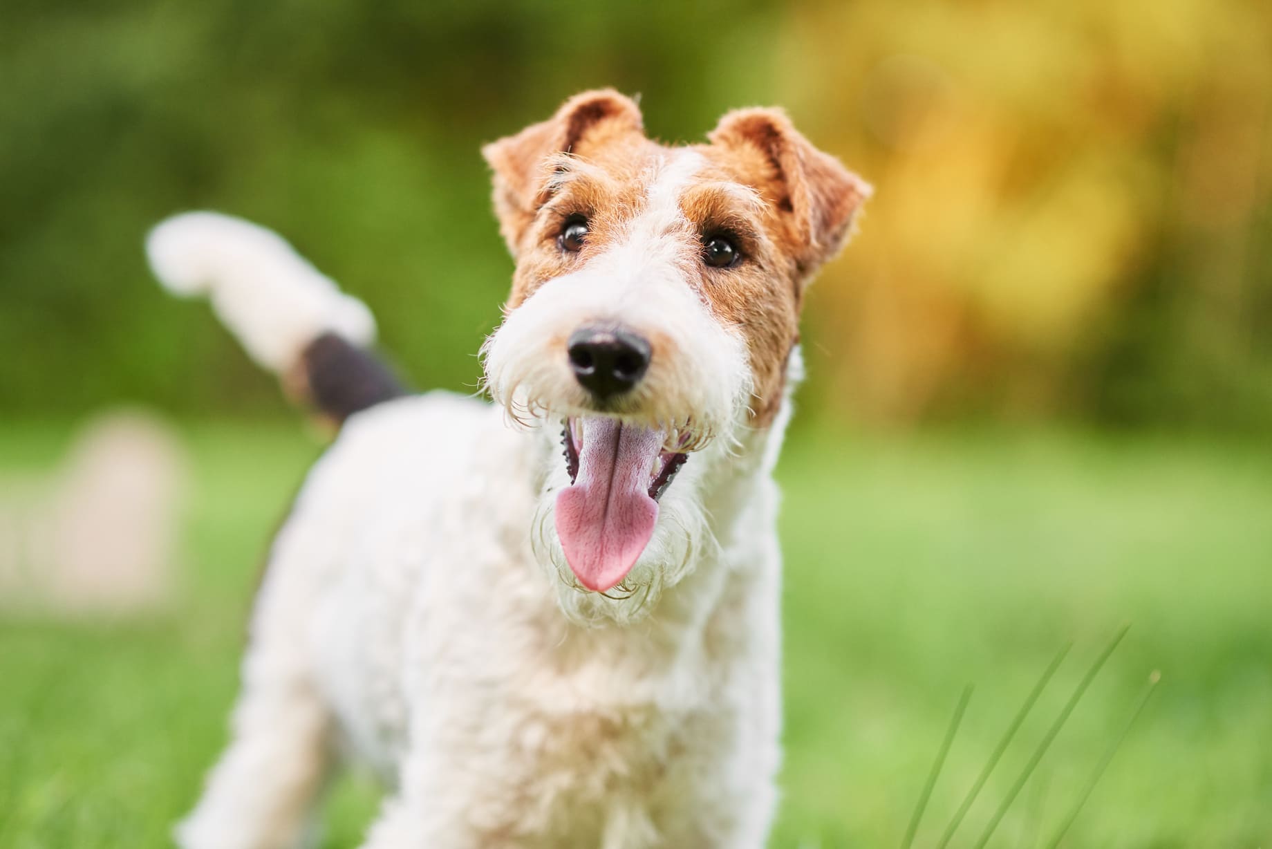 Kosten laparoscopische sterilisatie hond kosten petsecur