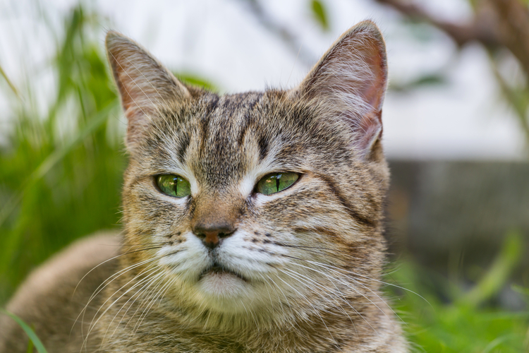 Kosten sterilisatie kat