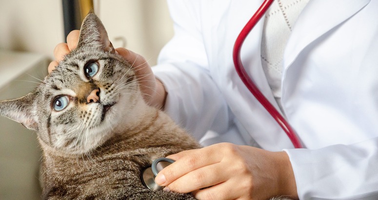 kosten sterilisatie kat