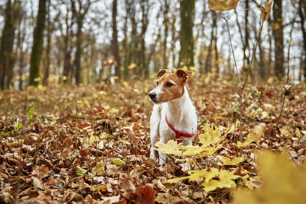 kosten castratie van een hond