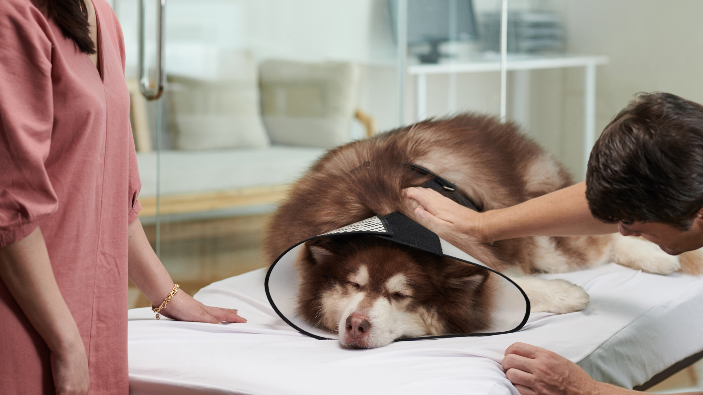 Kosten castratie hond