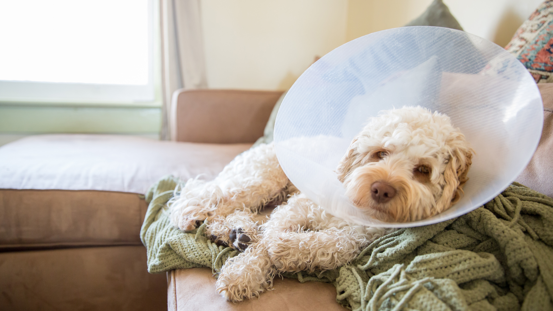 Een Labradoodle ligt op de bank met een dekentje en een kraag om na de castratie. PetSecur