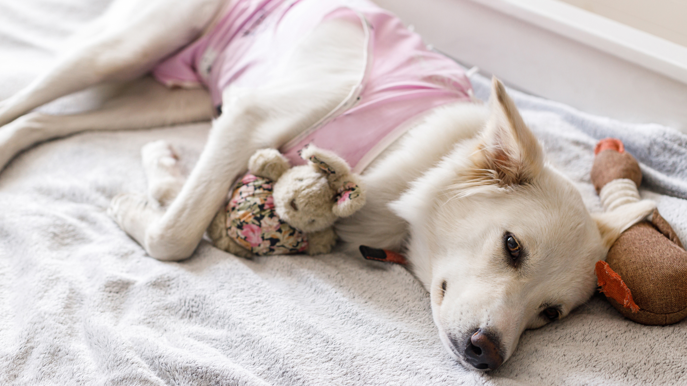 Kosten sterilisatie hond