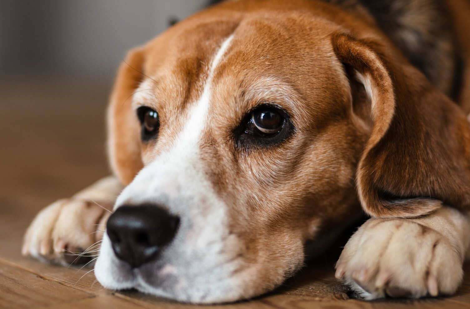 Hoe lang kan je je puppy alleen laten