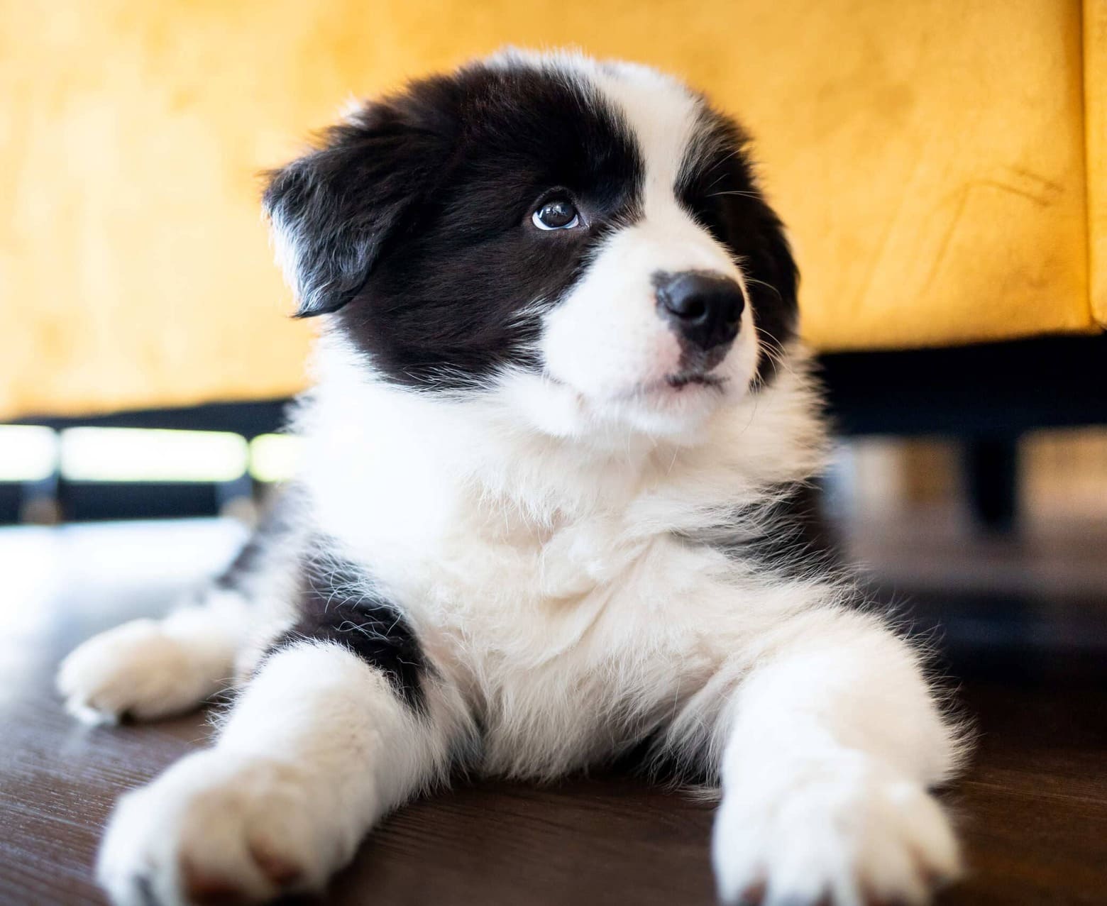 Puppy alleen laten