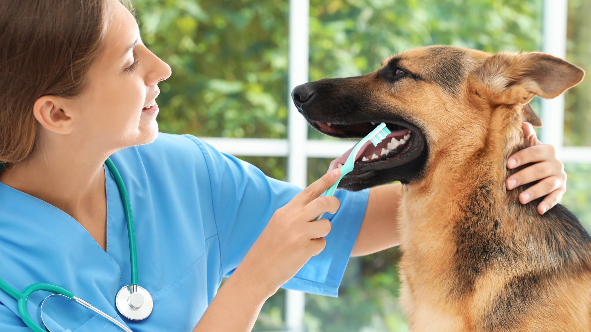 Gebitsbehandeling hond kosten