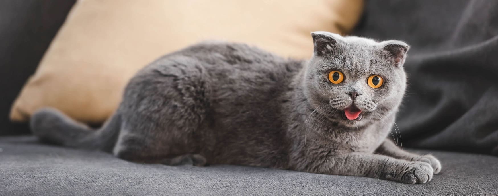Waarom miauwt een kat?