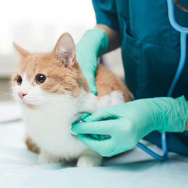 kosten consult dierenarts