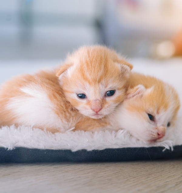 Twee kleine, pasgeboren rood-witte kittens liggen dicht tegen elkaar aan op een zacht kleedje.