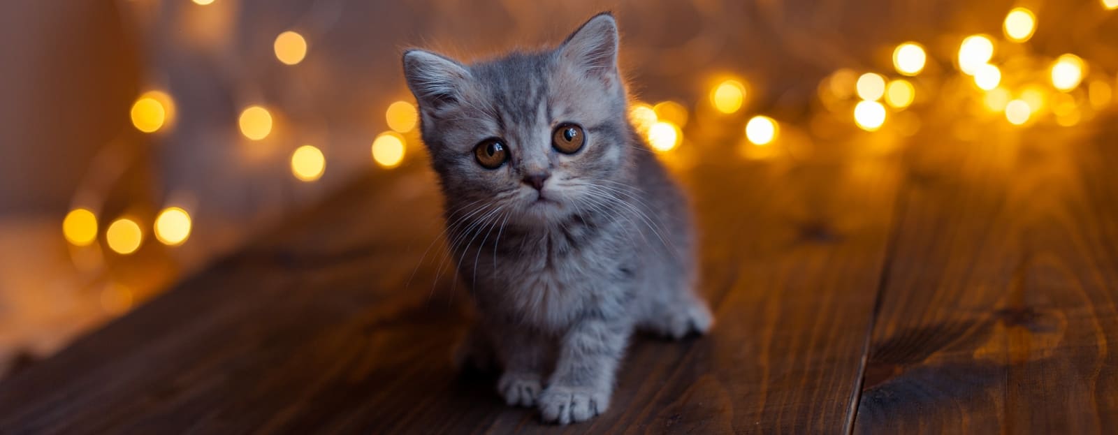 Groeicurve kat