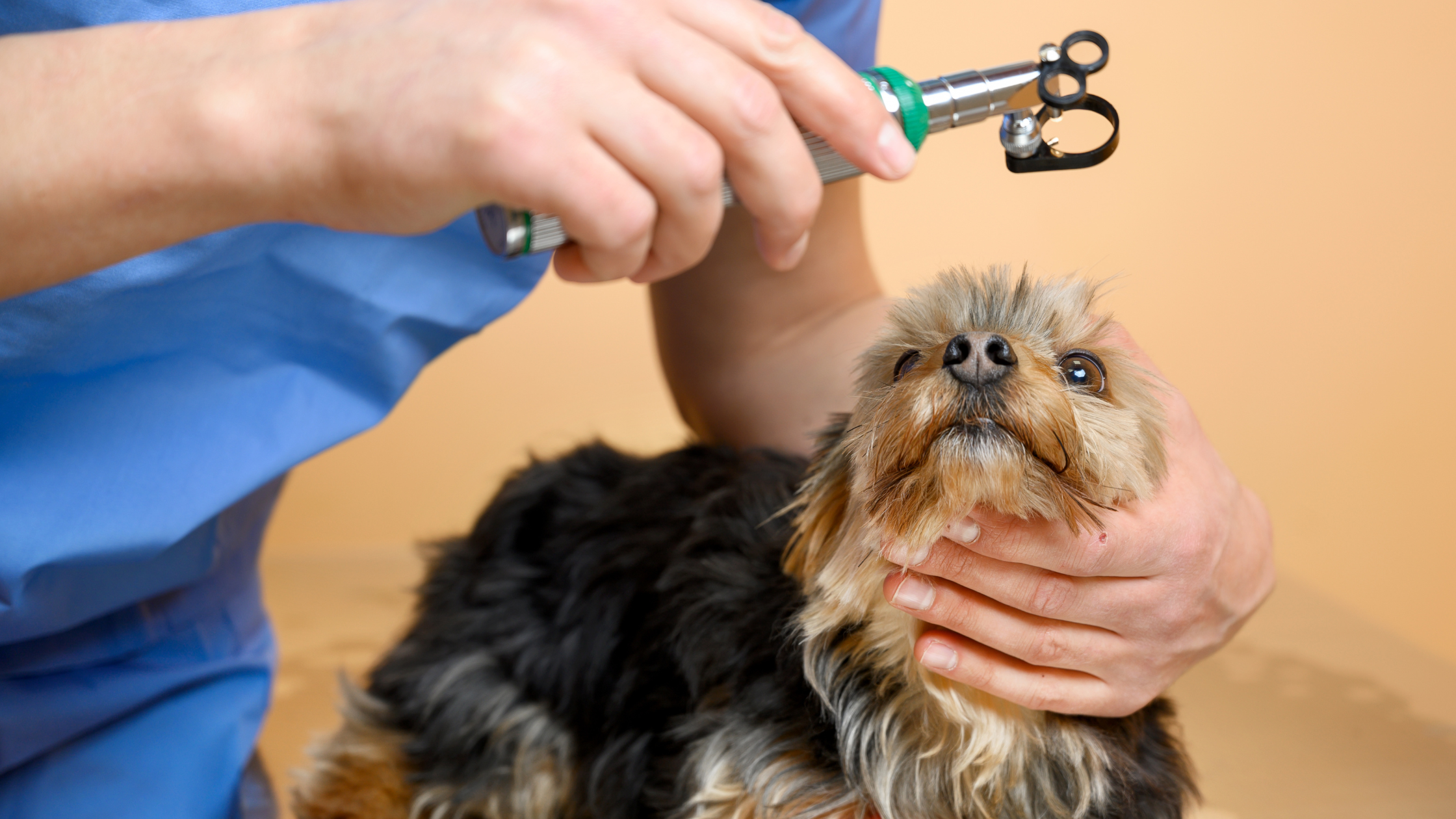 Kosten oogoperatie hond