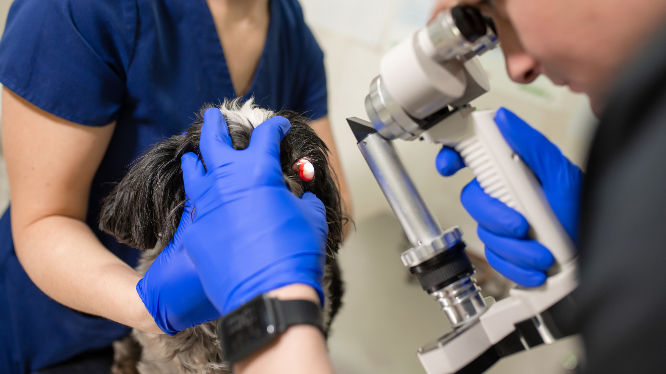 De dierenarts voert met blauwe handschoenen een oogonderzoek uit bij een hond. PetSecur