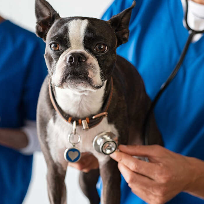 kosten bloedonderzoek hond