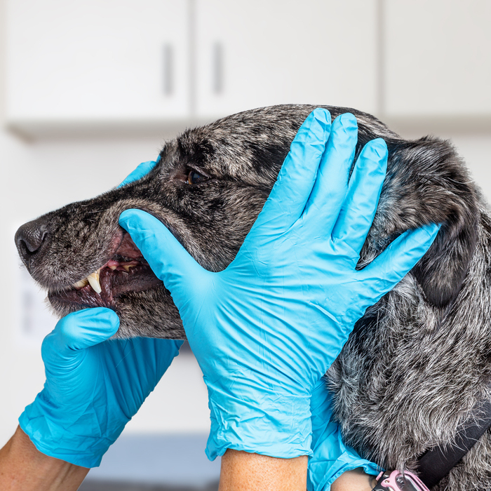 Een dierenarts onderzoekt de bek van een grijs-zwarte hond terwijl hij het hoofd voorzichtig vasthoudt met blauwe handschoenen.