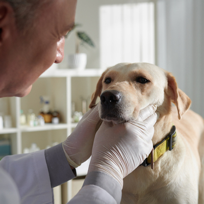 kosten oogoperatie hond