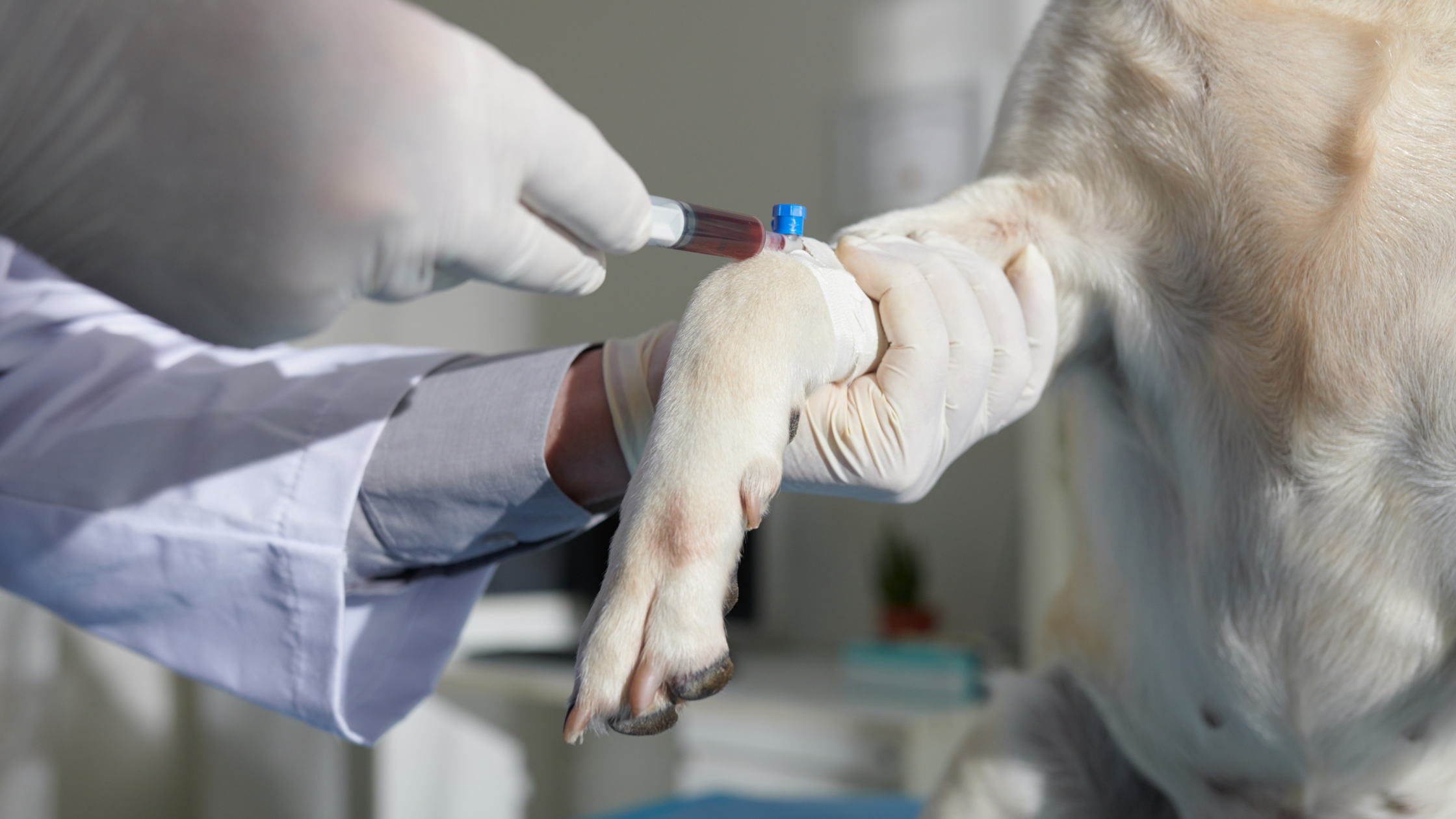 De dierenarts neemt bloed af uit de poot voor bloedonderzoek bij een hond met een blonde vacht. PetSecur