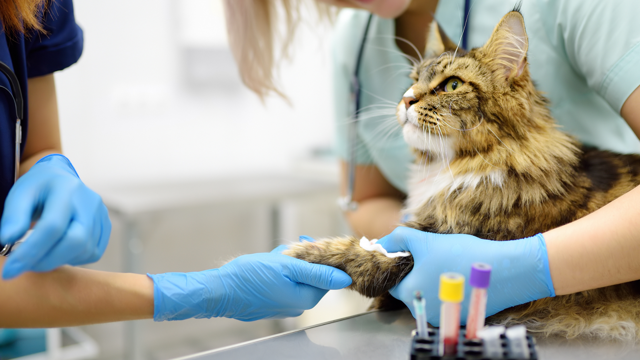 Twee dierenartsen met blauwe handschoenen nemen bloed af uit de poot bij een langharige kat voor bloedonderzoek. PetSecur