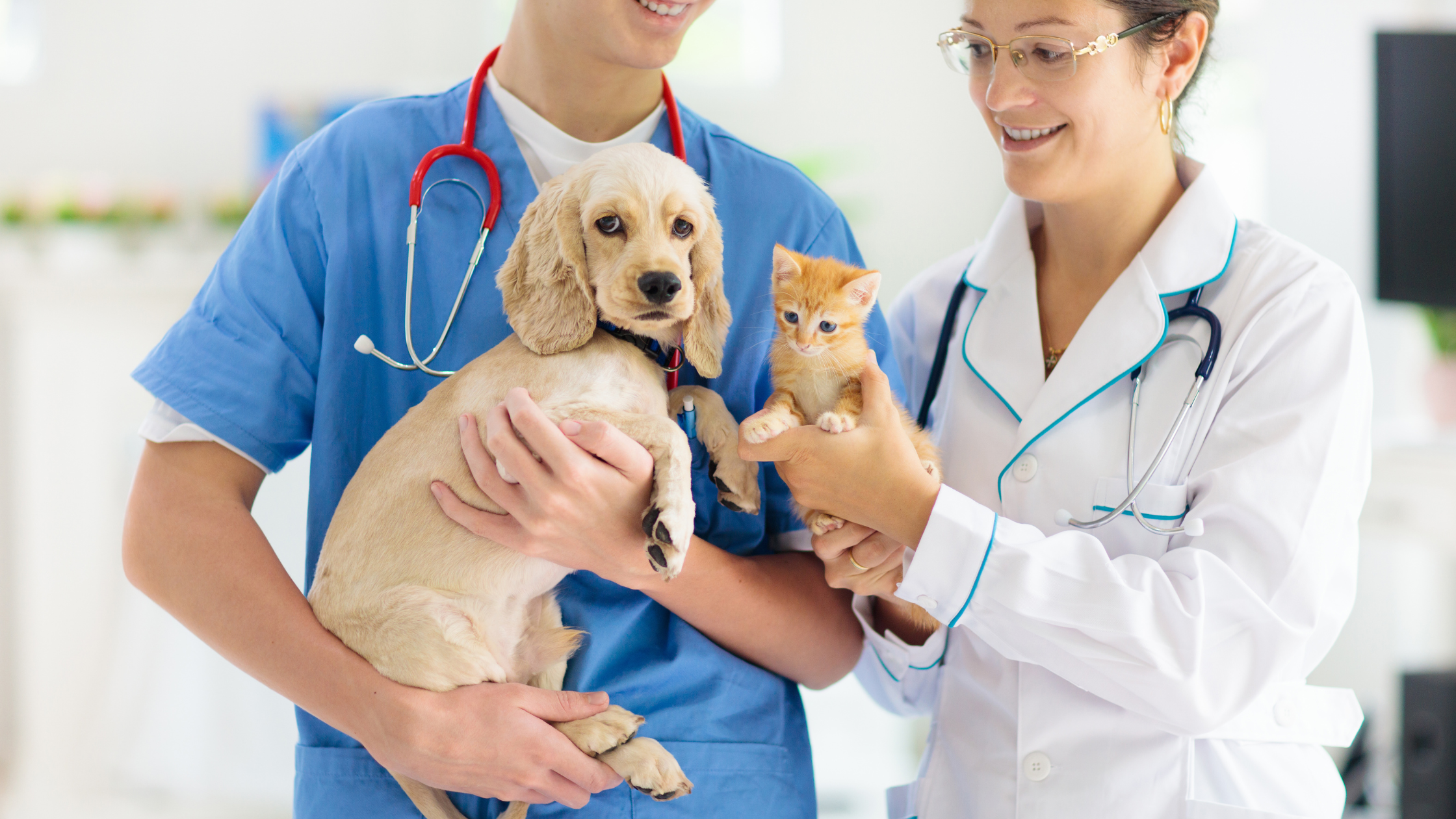 Een hond en een kitten worden vast gehouden in de lucht door twee dierenartsen. PetSecur
