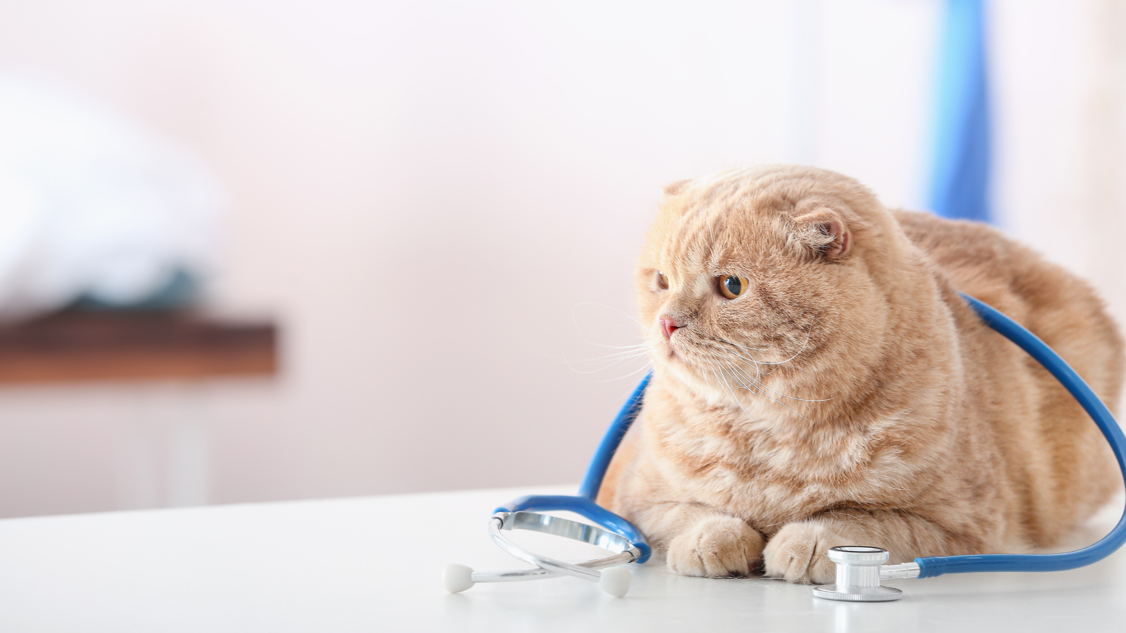 Wat kost een consult bij de dierenarts?