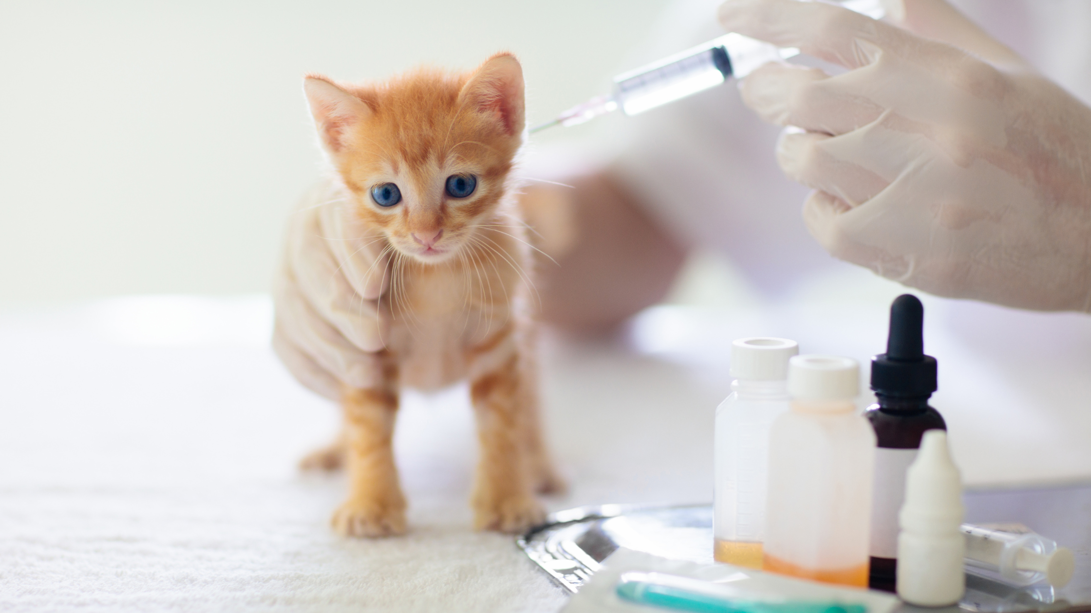 Een roodharige kitten staat op een tafel en krijgt een vaccinatie prik van de dierenarts. PetSecur