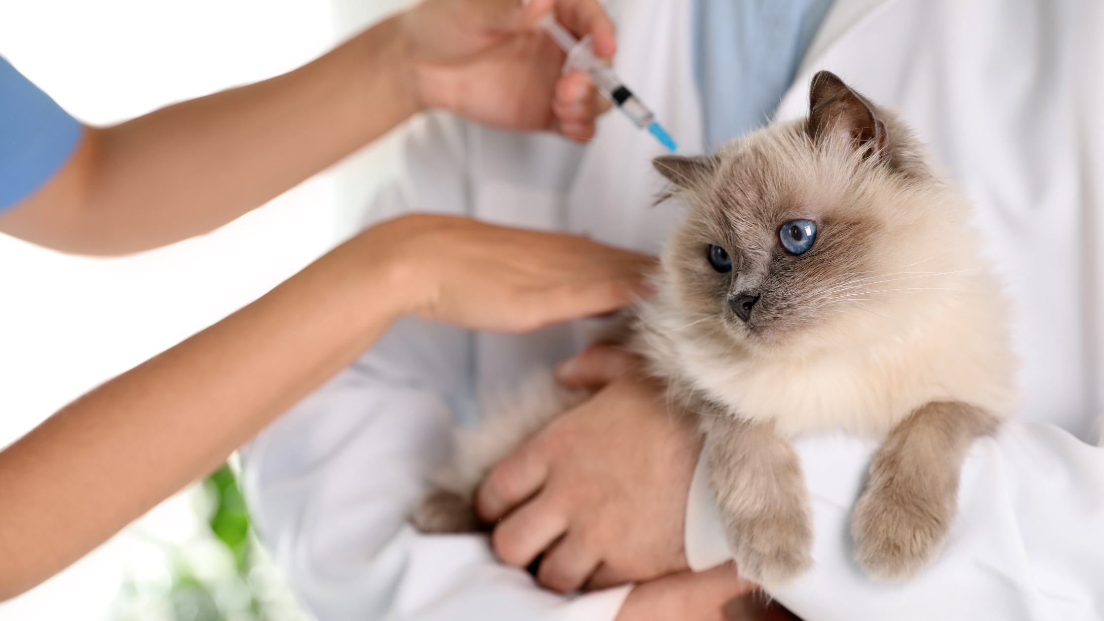 Kosten vaccinatie kat