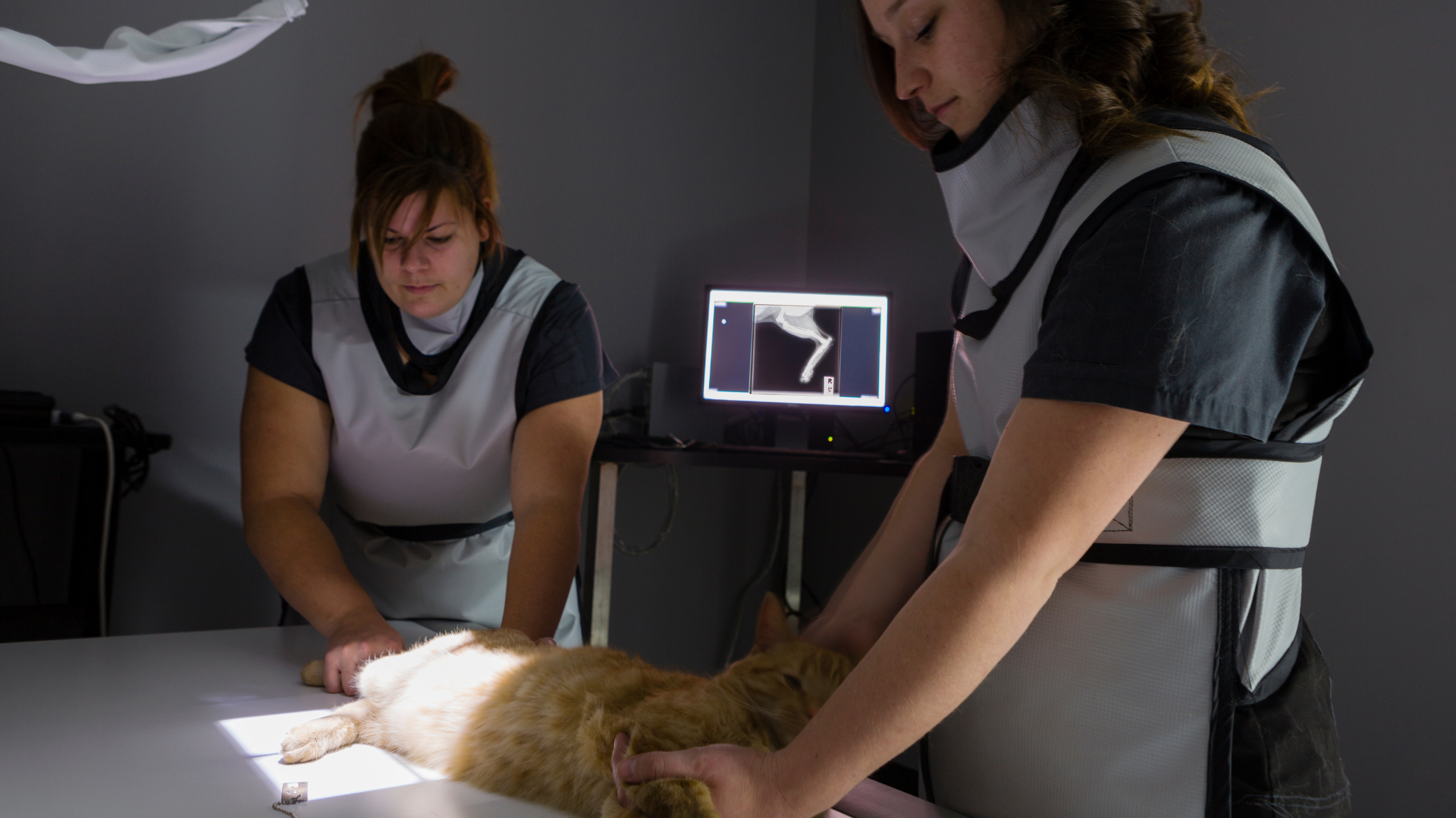 Een roodharige kat ligt op zijn zij onder een röntgenapparaat en wordt vastgehouden bij de voor- en achterpoten door 2 vrouwen met een loodschort om. PetSecur